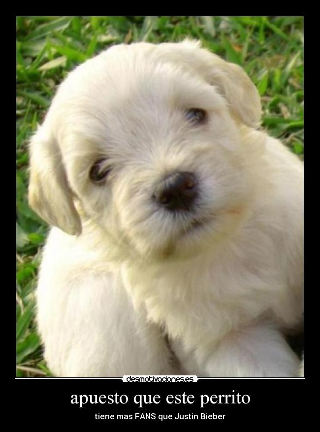 apuesto que este perrito - 