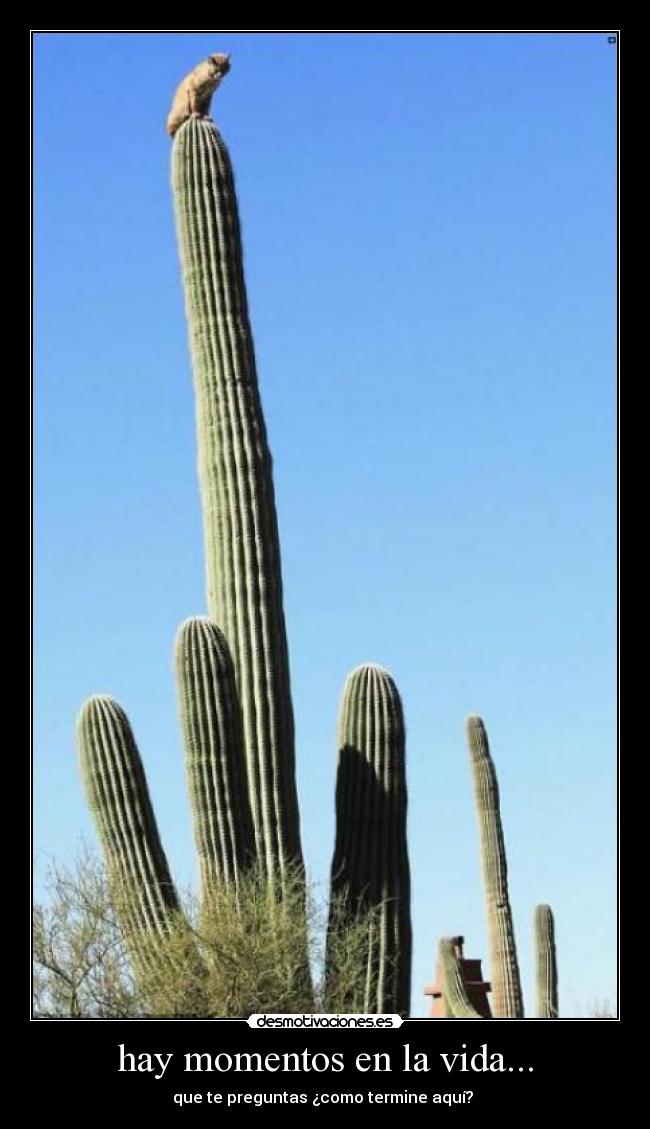 hay momentos en la vida... - que te preguntas ¿como termine aquí? 