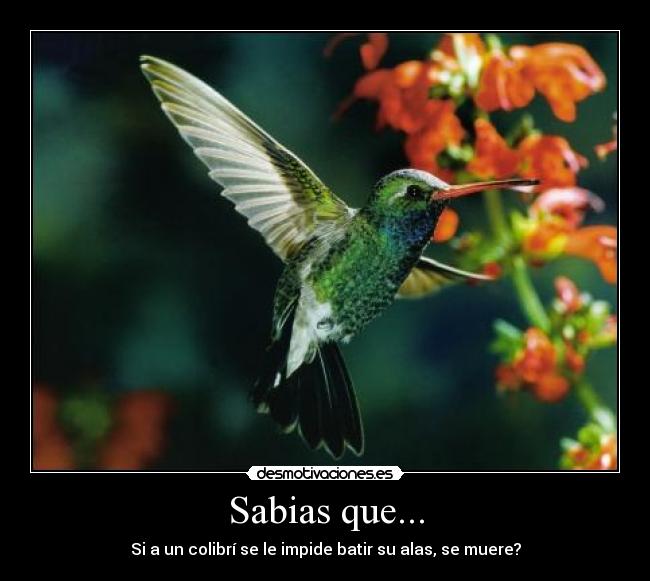 Sabias que... - Si a un colibrí se le impide batir su alas, se muere?