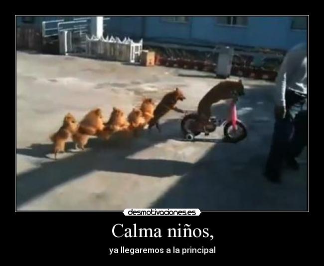 Calma niños, -