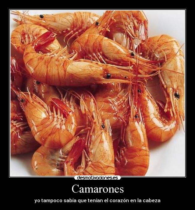 Camarones - yo tampoco sabía que tenían el corazón en la cabeza
