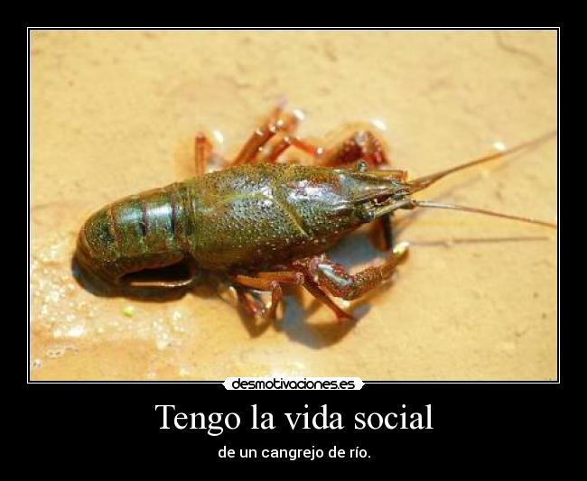 Tengo la vida social - de un cangrejo de río.