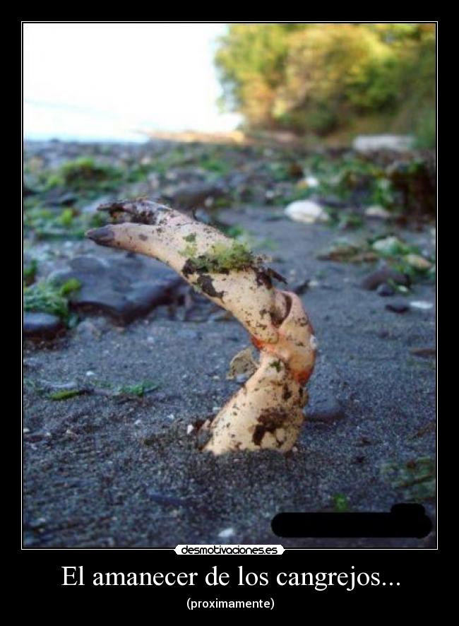 El amanecer de los cangrejos... - (proximamente)