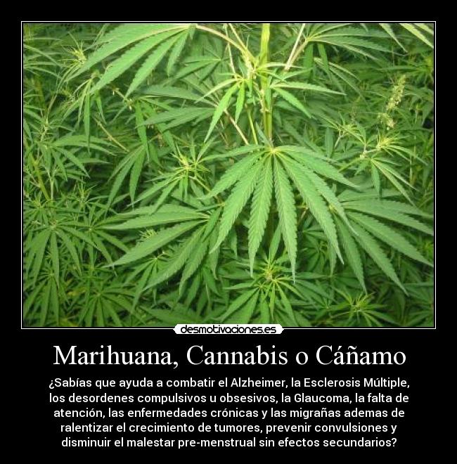 Marihuana, Cannabis o Cáñamo - 