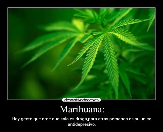 Marihuana: - Hay gente que cree que solo es droga,para otras personas es su unico antidepresivo.