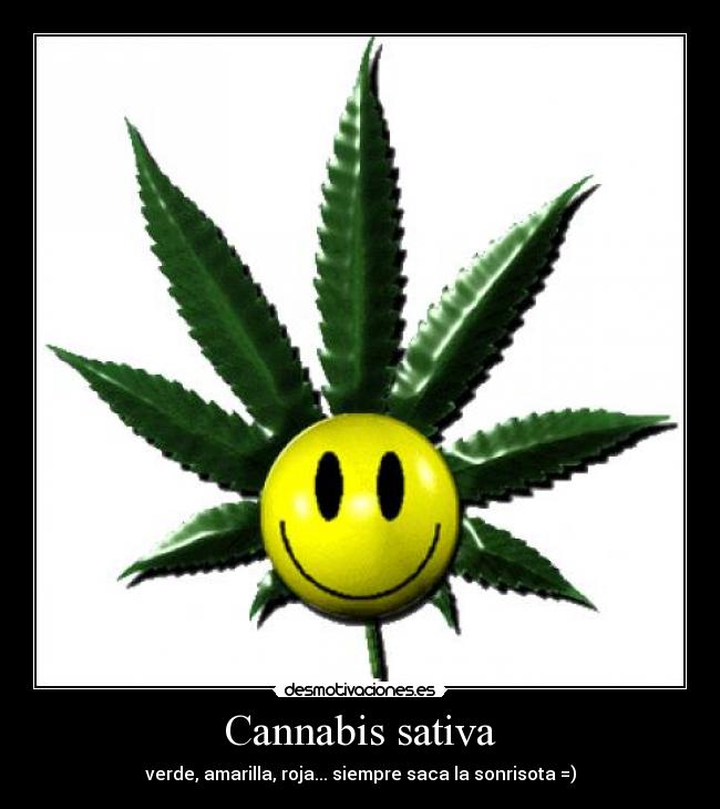 Cannabis sativa - verde, amarilla, roja... siempre saca la sonrisota =)