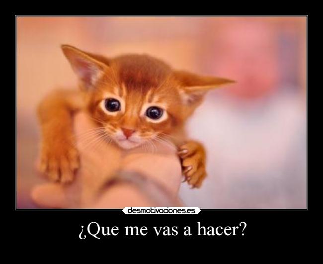 ¿Que me vas a hacer? -