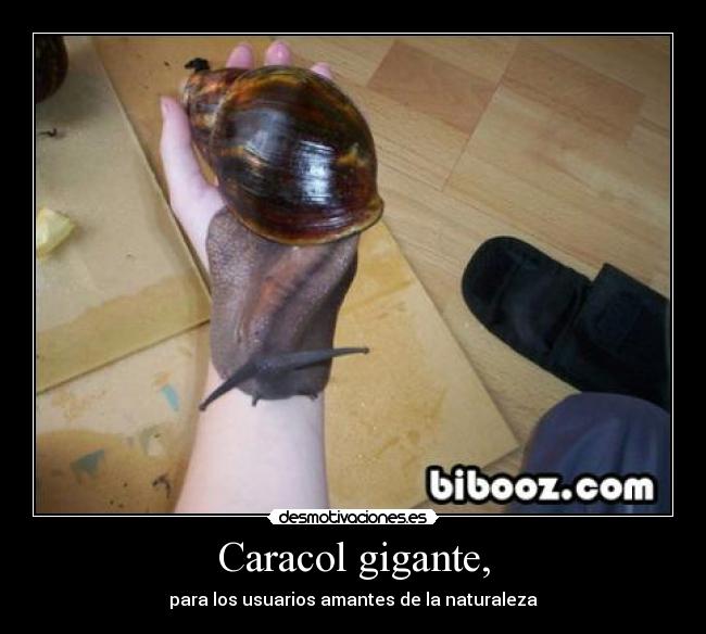 Caracol gigante, - para los usuarios amantes de la naturaleza