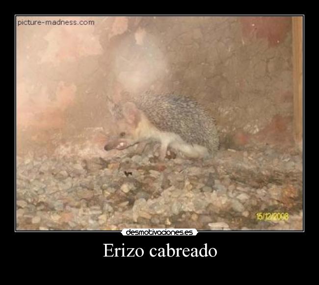 Erizo cabreado -