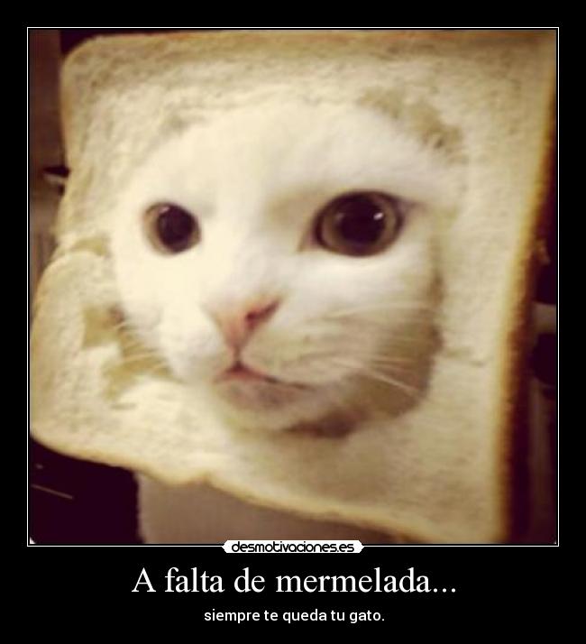 A falta de mermelada... - siempre te queda tu gato.
