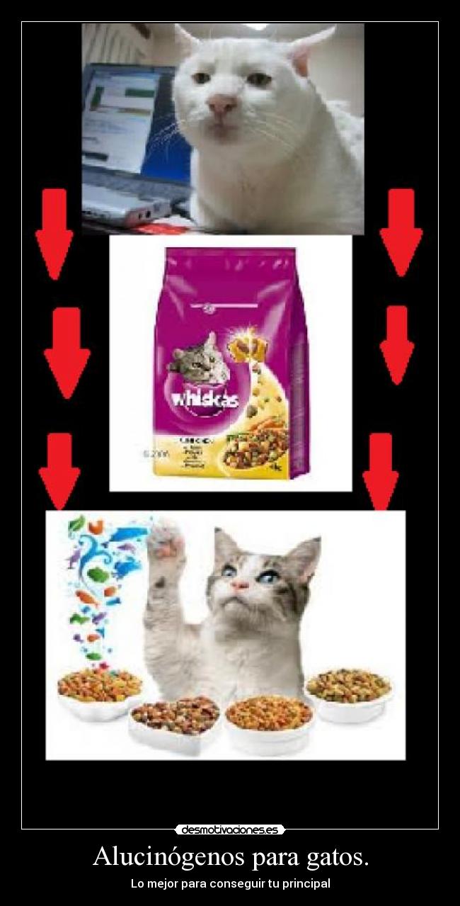 Alucinógenos para gatos. - Lo mejor para conseguir tu principal