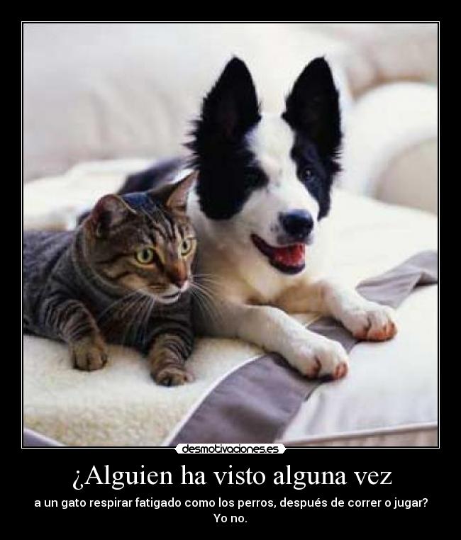 ¿Alguien ha visto alguna vez - a un gato respirar fatigado como los perros, después de correr o jugar?
Yo no.