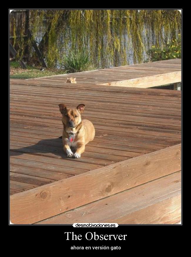 The Observer - ahora en versión gato
