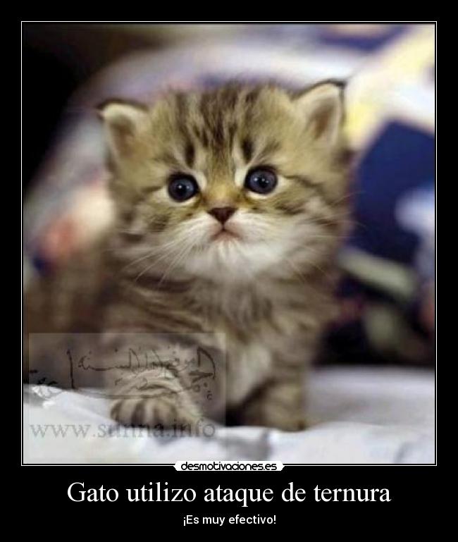 Gato utilizo ataque de ternura - ¡Es muy efectivo!