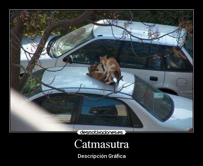 Catmasutra - 