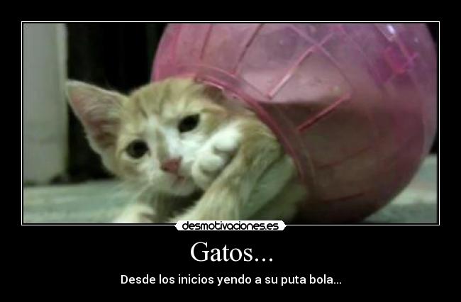 Gatos... - Desde los inicios yendo a su puta bola...