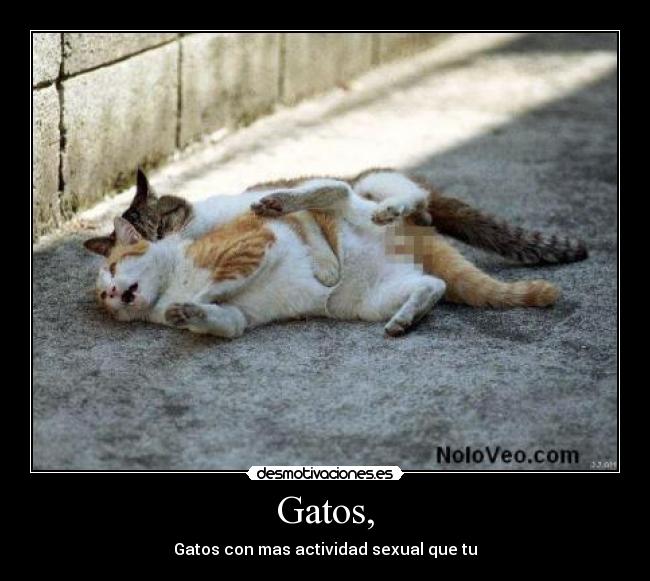carteles gatos gatos follando desmotivaciones