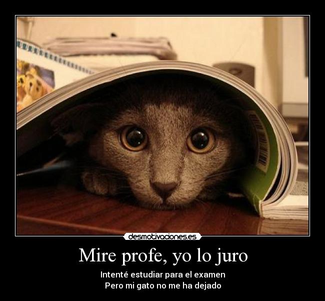 Mire profe, yo lo juro -