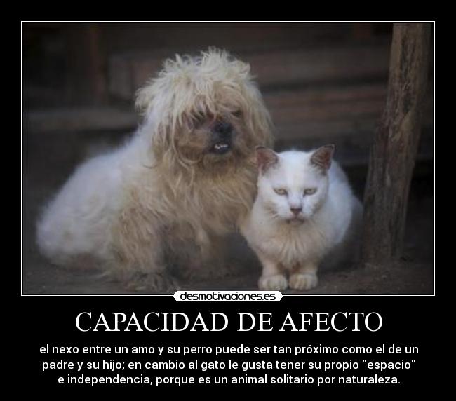 CAPACIDAD DE AFECTO - el nexo entre un amo y su perro puede ser tan próximo como el de un
padre y su hijo; en cambio al gato le gusta tener su propio espacio
e independencia, porque es un animal solitario por naturaleza.