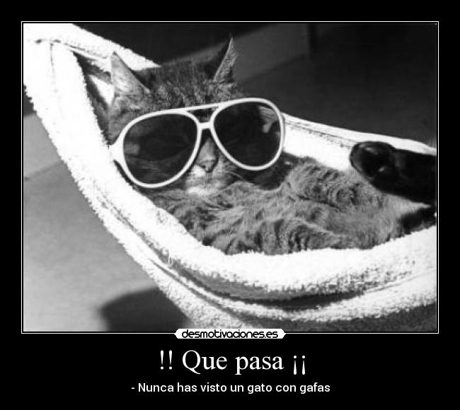 !! Que pasa ¡¡ - - Nunca has visto un gato con gafas