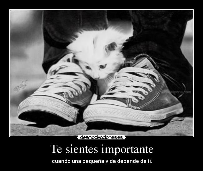 Te sientes importante - 