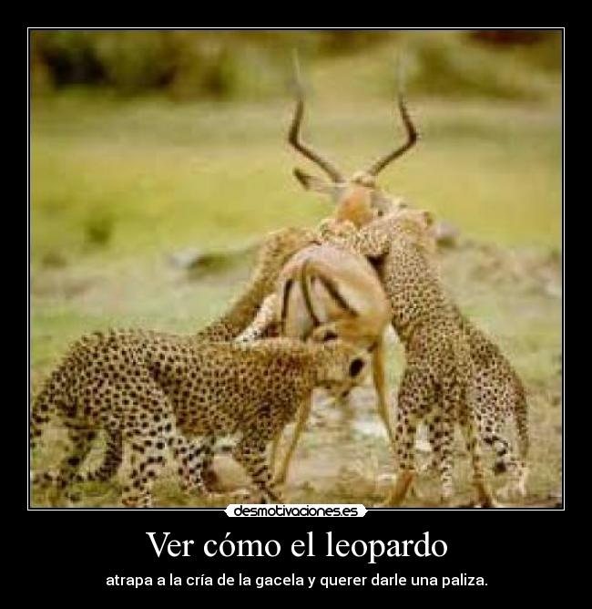 carteles caza leopardo desmotivaciones