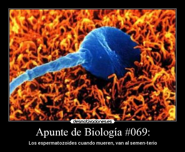 Apunte de Biología #069: - Los espermatozoides cuando mueren, van al semen-terio