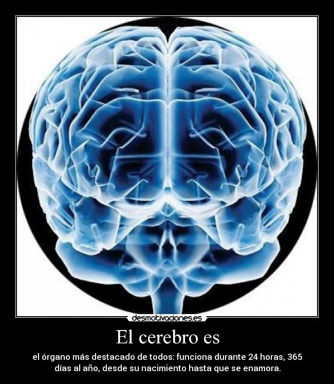 El cerebro es - el órgano más destacado de todos: funciona durante 24 horas, 365
días al año, desde su nacimiento hasta que se enamora.