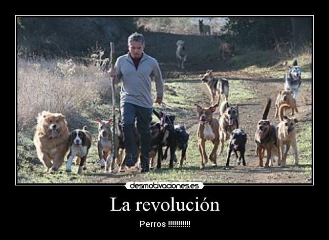 La revolución - Perros !!!!!!!!!!!