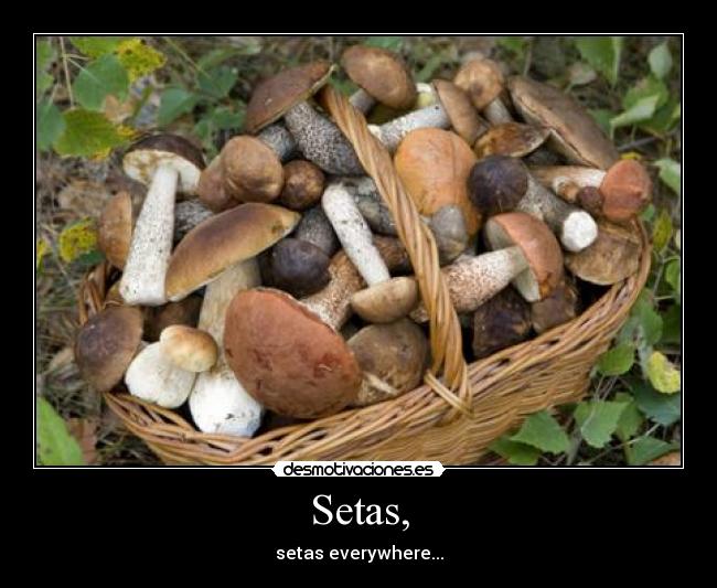 Setas, - 