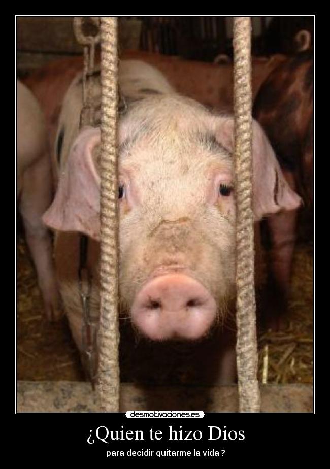 ¿Quien te hizo Dios - para decidir quitarme la vida ?