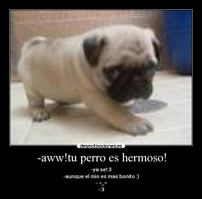-aww!tu perro es hermoso! - -ya se!:3
-aunque el mio es mas bonito :)
- ¬_¬
-:3