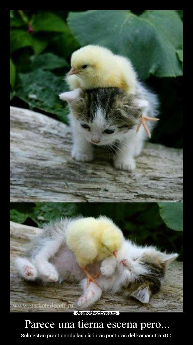 carteles gatito pollito desmotivaciones