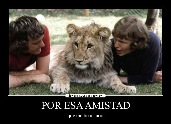 carteles amistad leon amistad cristian amor desmotivaciones