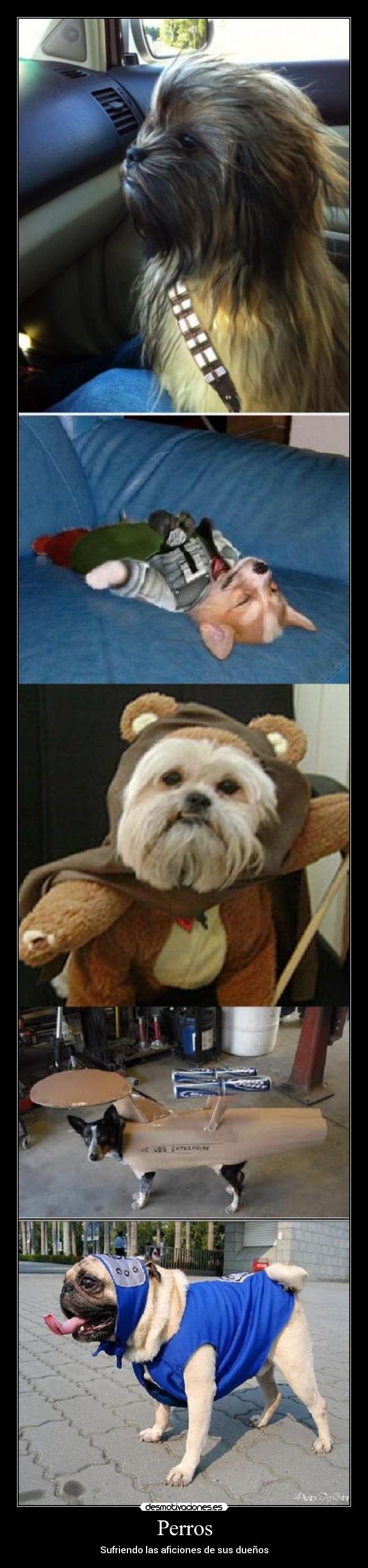 Perros - Sufriendo las aficiones de sus dueños