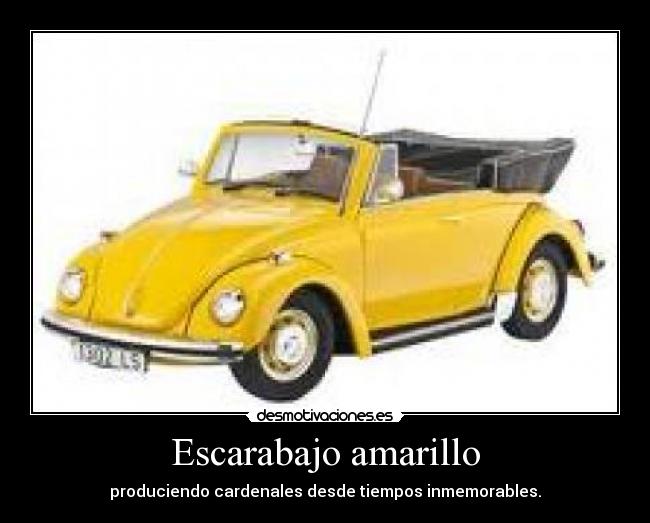 Escarabajo amarillo -