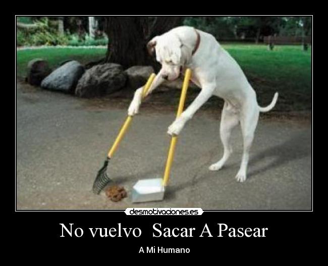 No vuelvo  Sacar A Pasear - 