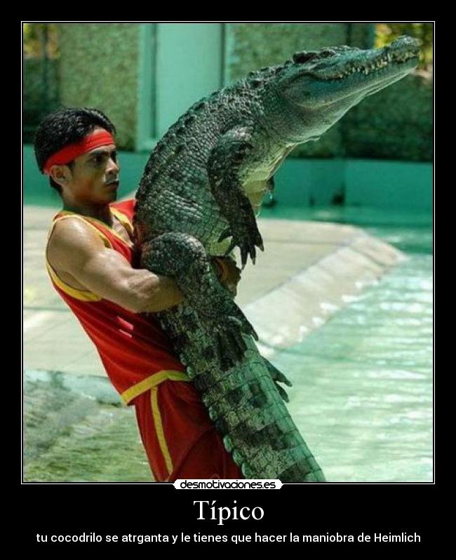 carteles cocodrilos atragantados desmotivaciones
