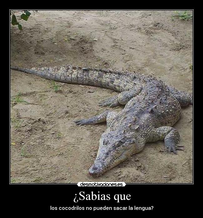carteles cocodrilos desmotivaciones