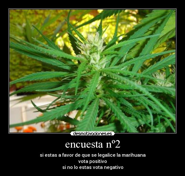 encuesta nº2 -