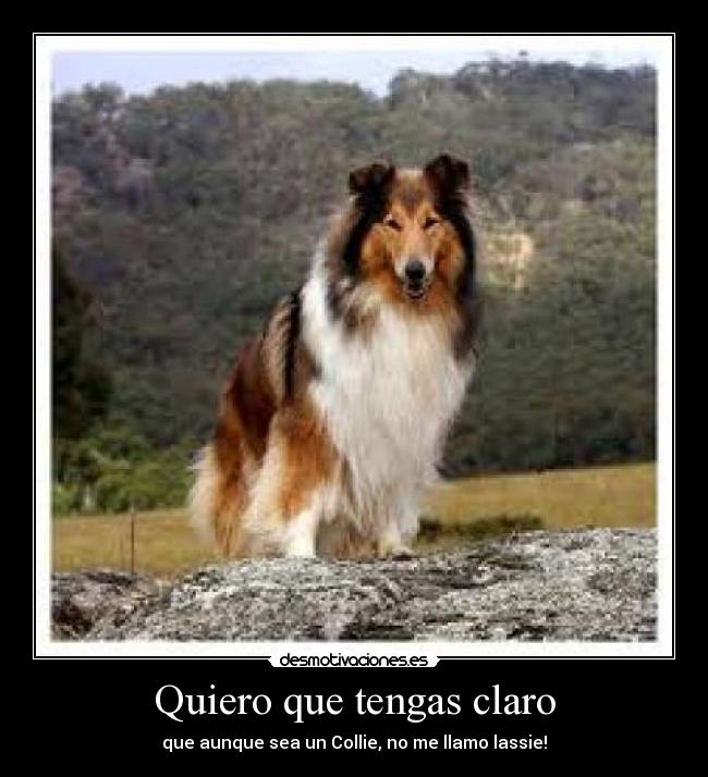 Quiero que tengas claro - que aunque sea un Collie, no me llamo lassie!