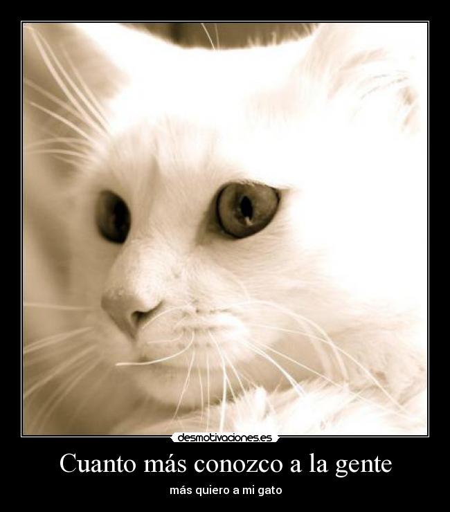 carteles verdad gato desmotivaciones