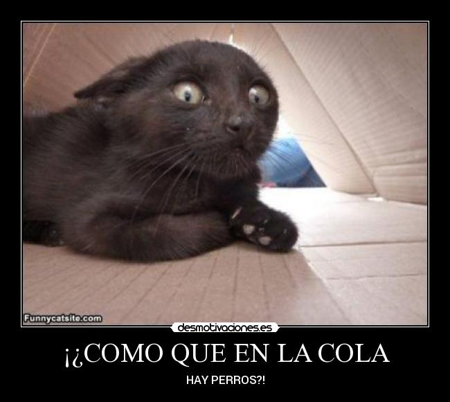¡¿COMO QUE EN LA COLA -