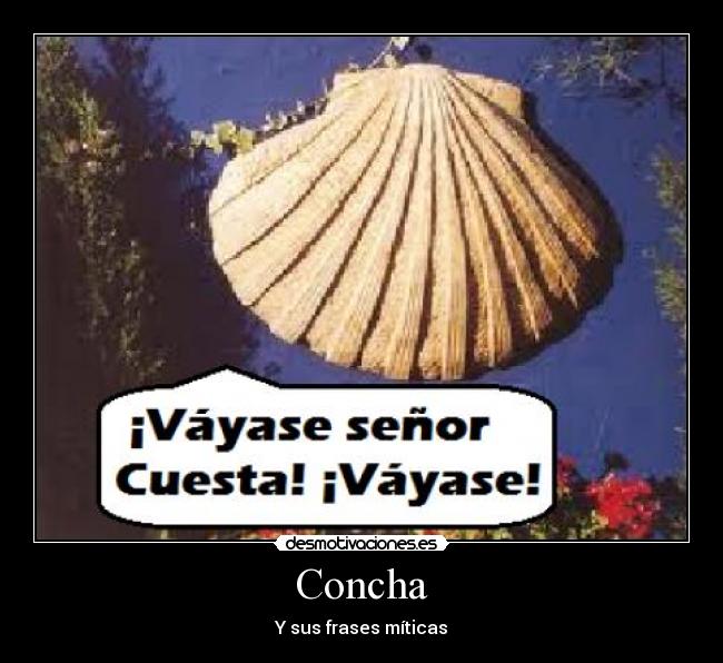 Concha - 