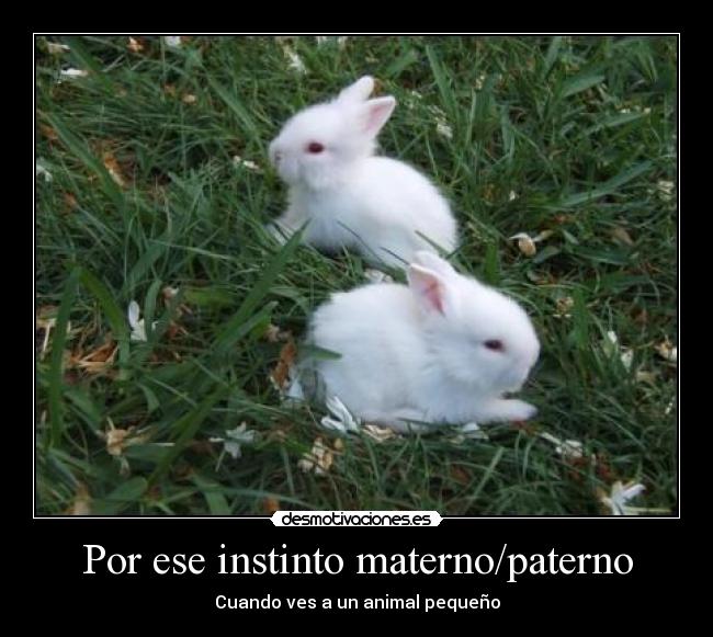 Por ese instinto materno/paterno - Cuando ves a un animal pequeño