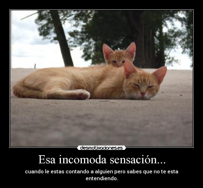 carteles gatos desmotivaciones