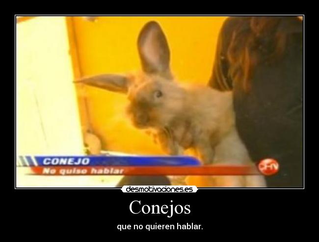 Conejos - que no quieren hablar.