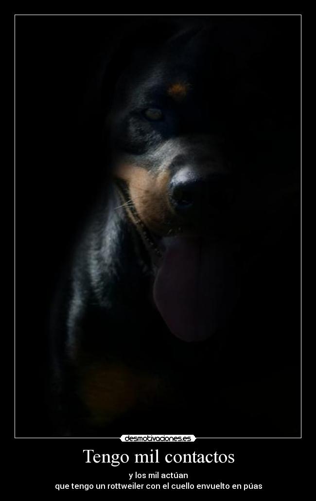 Tengo mil contactos - y los mil actúan
que tengo un rottweiler con el cuello envuelto en púas