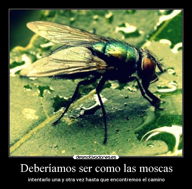 Deberíamos ser como las moscas - intentarlo una y otra vez hasta que encontremos el camino