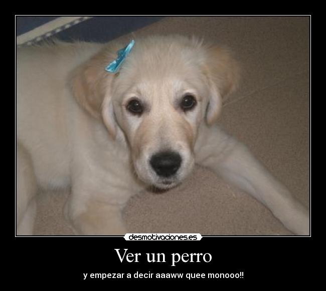 Ver un perro -